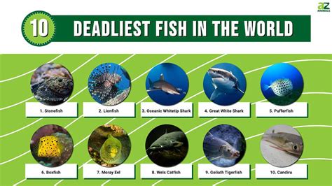 The Top 10 Most Venomous Fish in the World .
